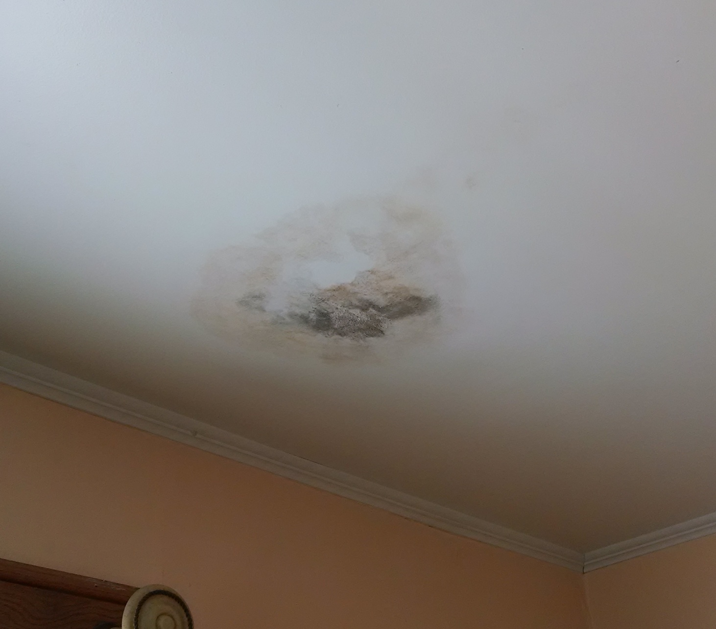 Read more about the article I Have Mold Should I File A Insurance Claim